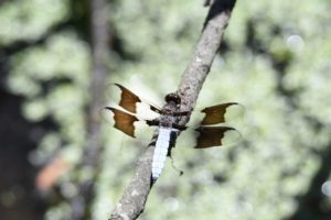 Some kind of dragon fly.....
