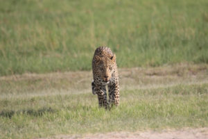 Leopard On Runway - 1