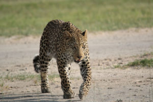 Leopard On Runway - 2