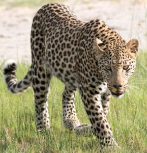 Leopard On Runway - 3