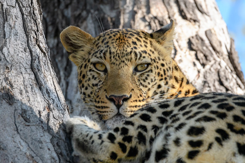 A leopard in a tree near Kwara Camp, Botswana