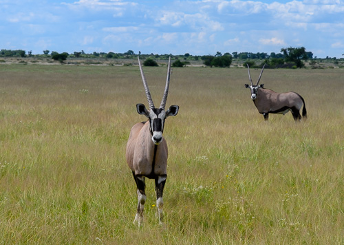 Two Oryx at the central Kalahari