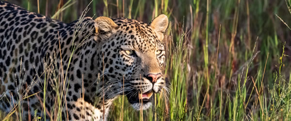 A leopard at Machaba Camp, Botswana