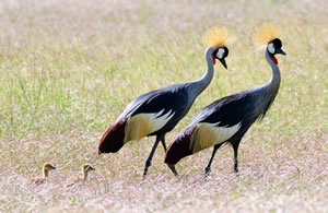 A family of grey crowned cranes