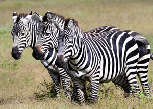 Zebras at Ngorongoro Crater