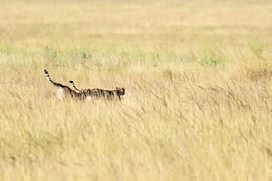 A pair of cheetahs jogging in the Serengeti