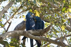 Hyacinth macaws at Pouso Alegre