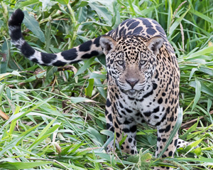 A beautiful young jaguar